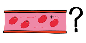 血管の図
