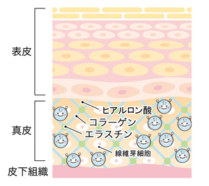 ケイ素が十分で結合組織を支える図