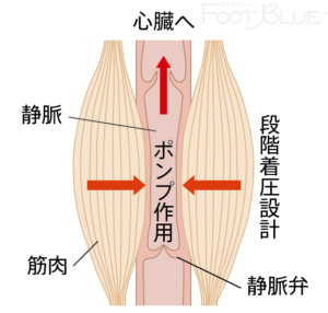 筋ポンプ作用イメージ