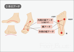 足の3つのアーチ